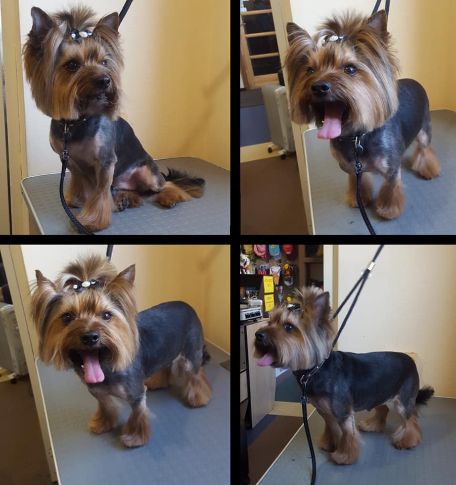 Art of Grooming | Suņu frizētava Imantā, bilde 17