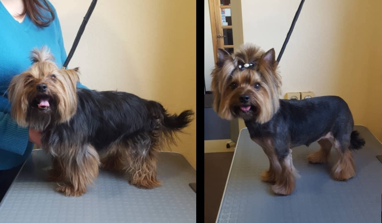 Art of Grooming | Suņu frizētava Imantā, bilde 21