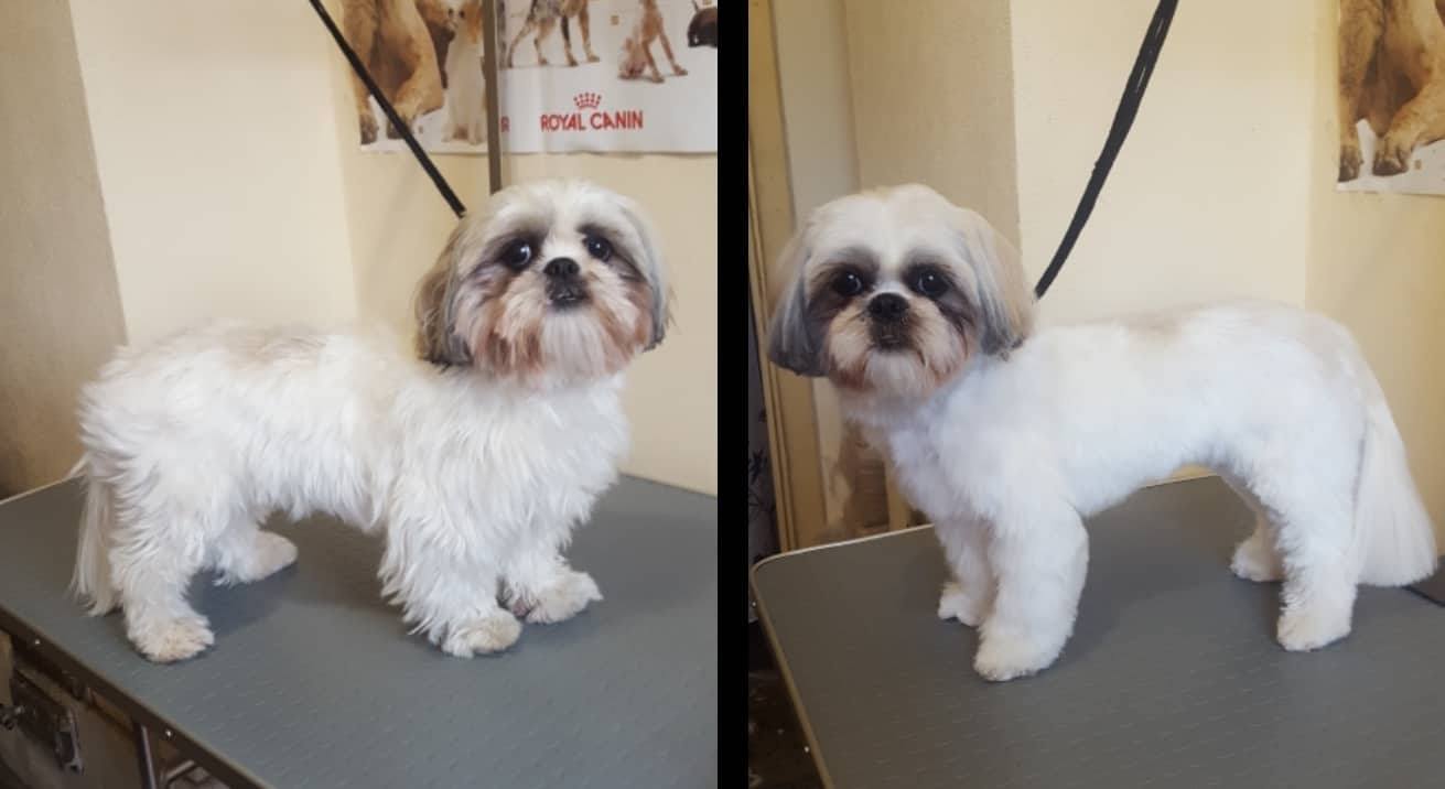 Art of Grooming | Suņu frizētava Imantā, bilde 25