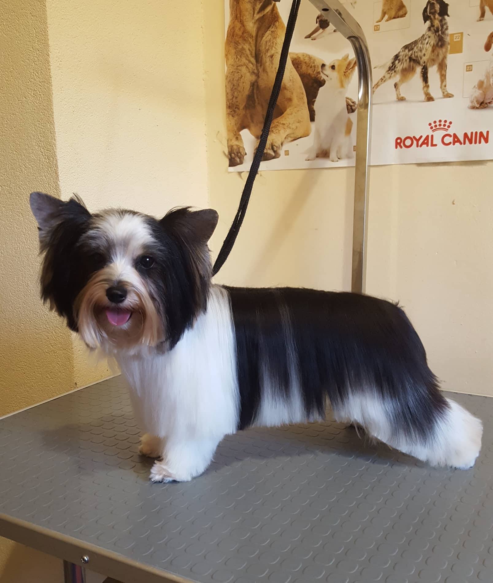 Art of Grooming | Suņu frizētava Imantā, bilde 24