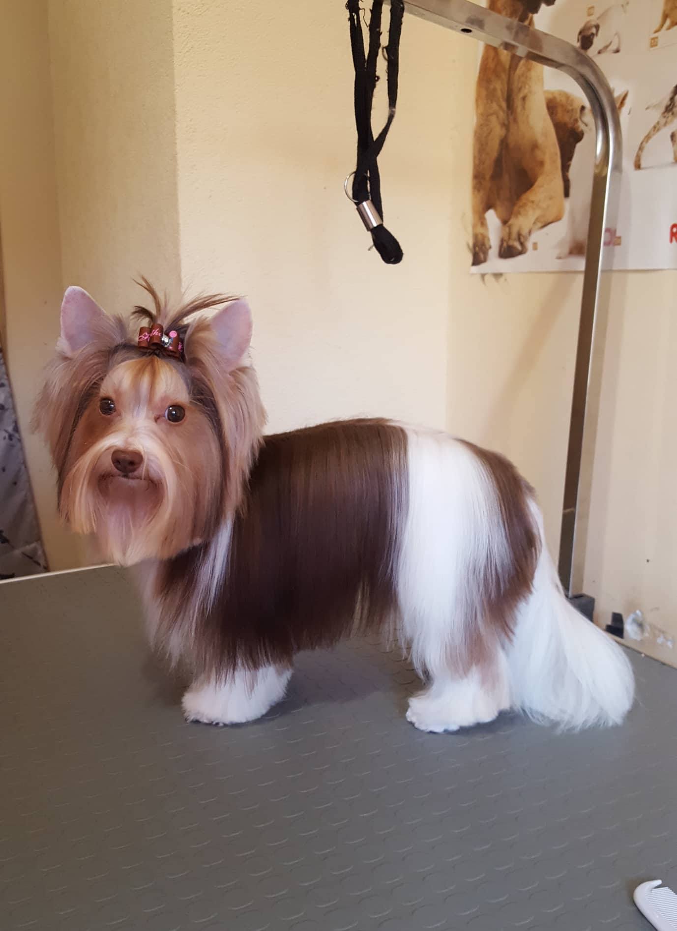 Art of Grooming | Suņu frizētava Imantā, bilde 27