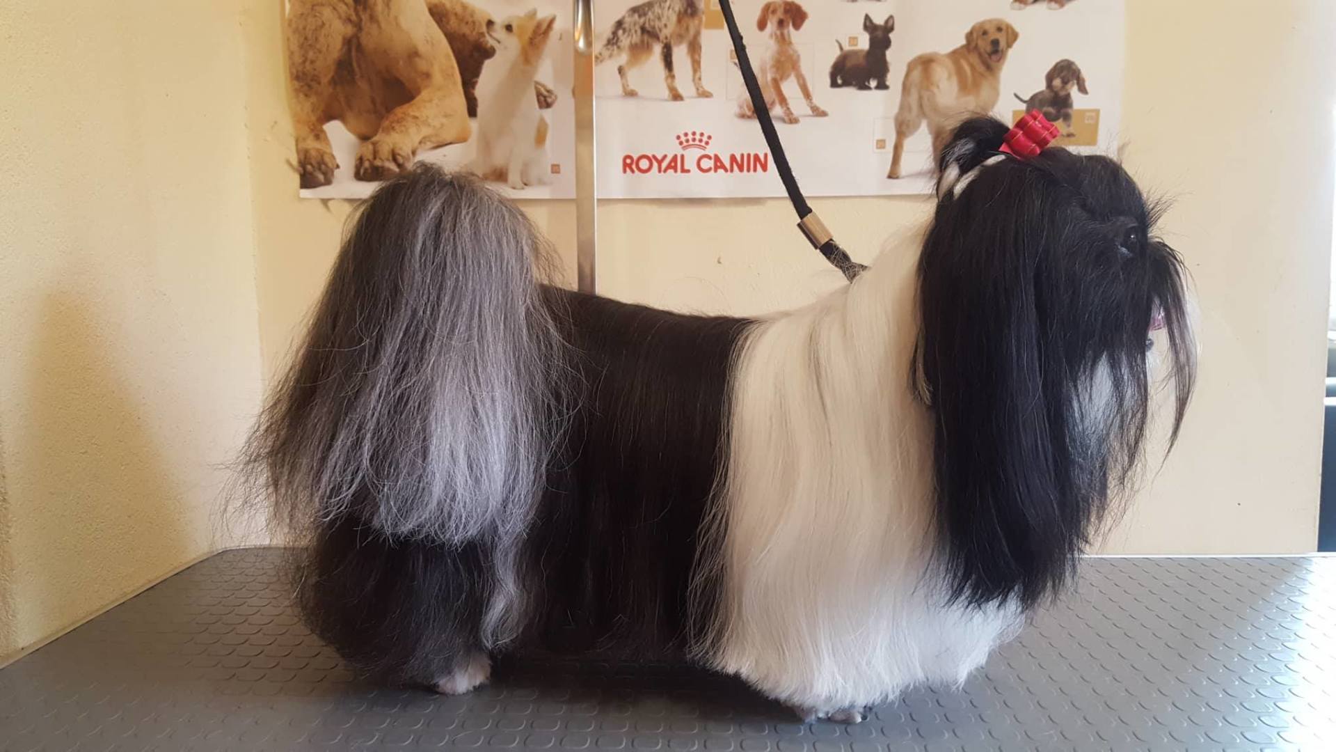 Art of Grooming | Suņu frizētava Imantā, bilde 28