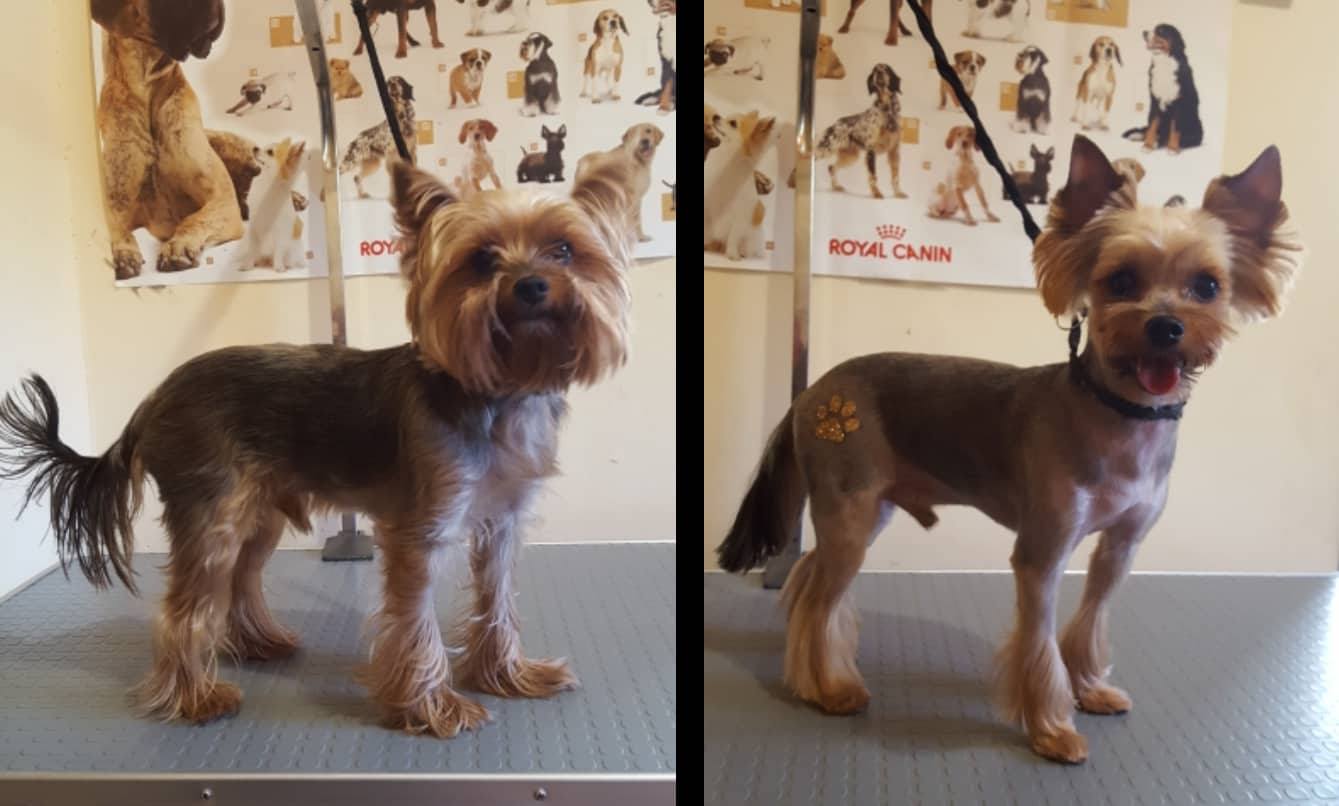 Art of Grooming | Suņu frizētava Imantā, bilde 26