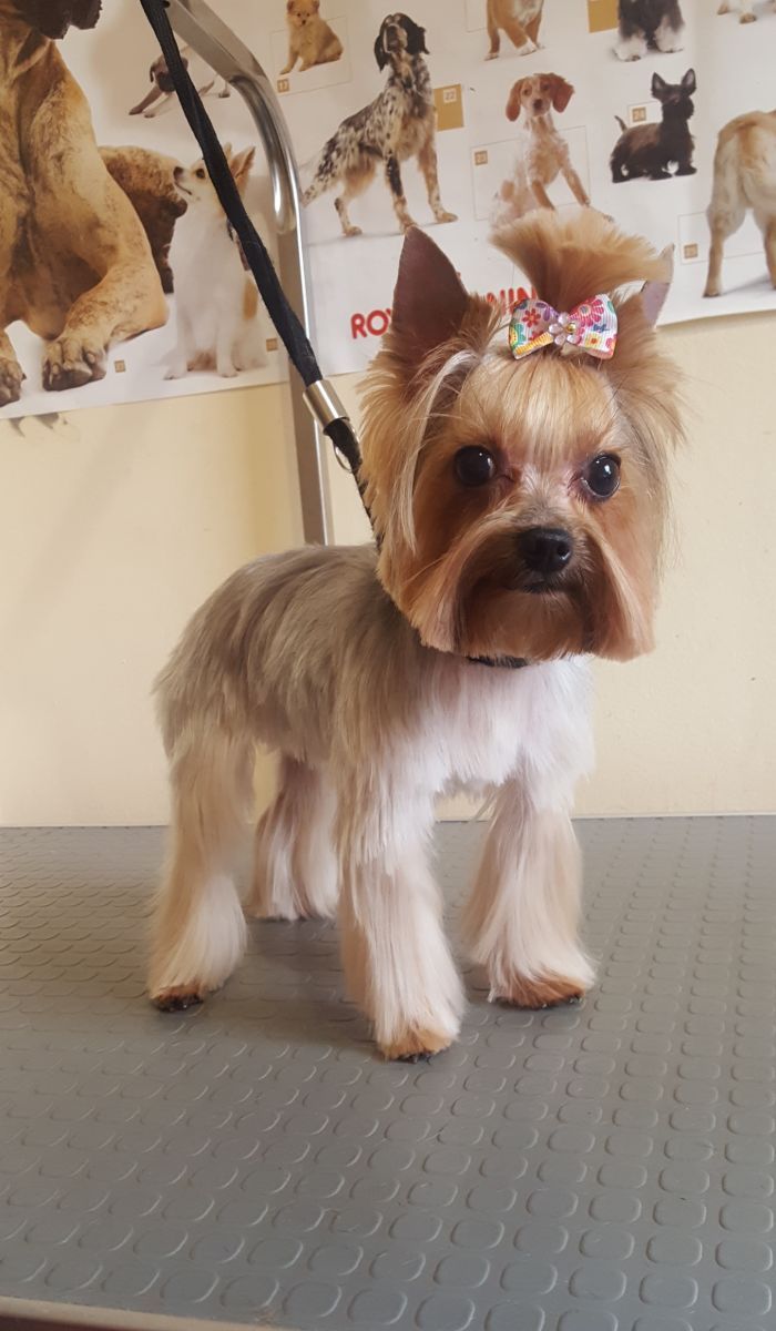 Art of Grooming | Suņu frizētava Imantā, bilde 19