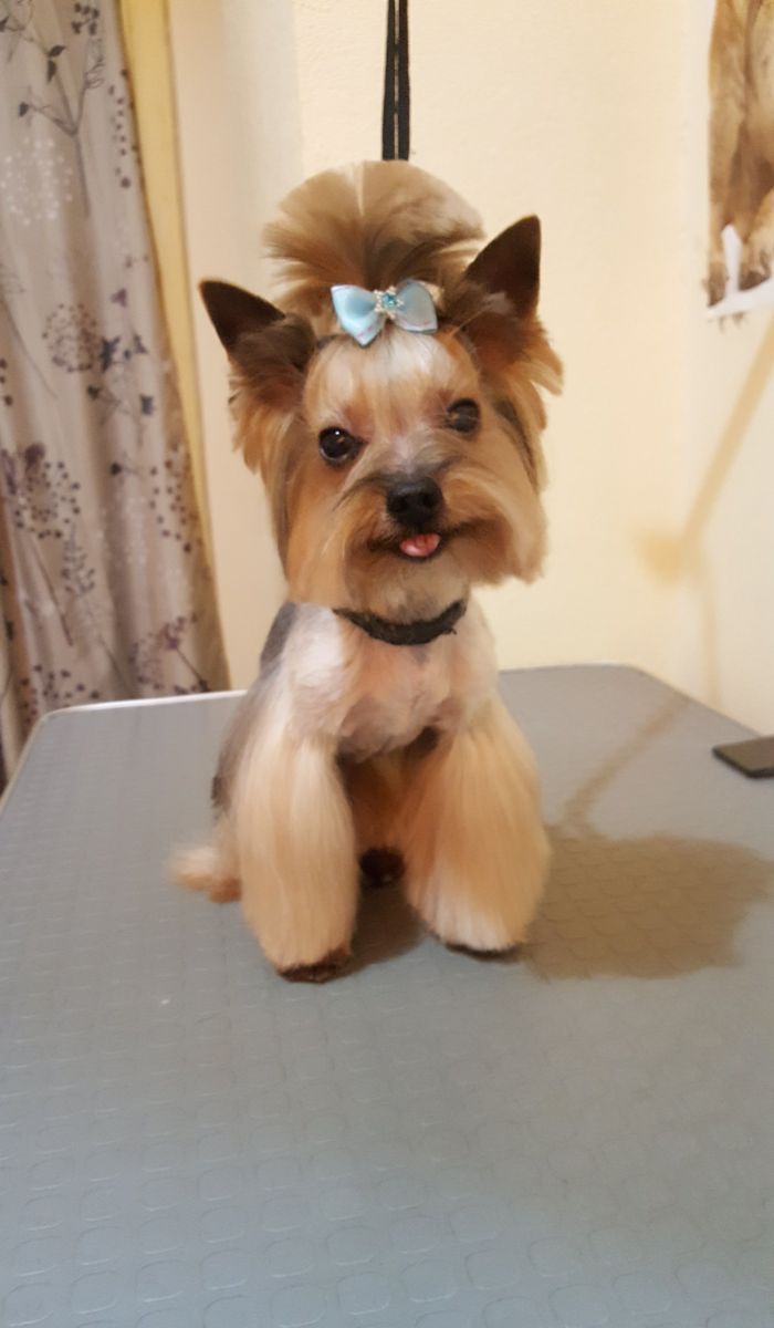 Art of Grooming | Suņu frizētava Imantā, bilde 25