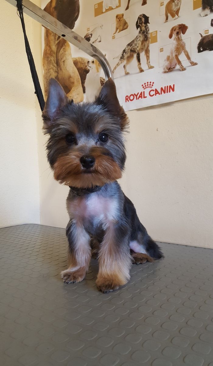 Art of Grooming | Suņu frizētava Imantā, bilde 27