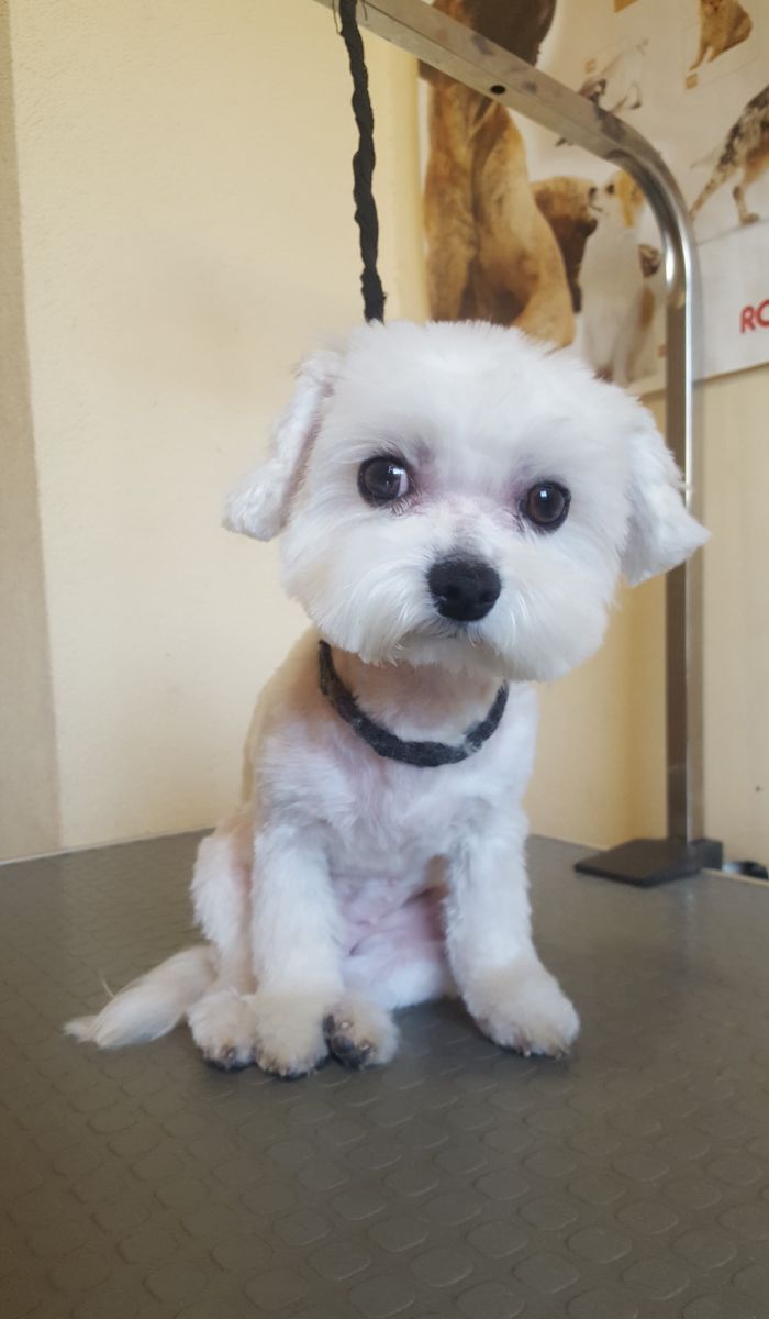 Art of Grooming | Suņu frizētava Imantā, bilde 30