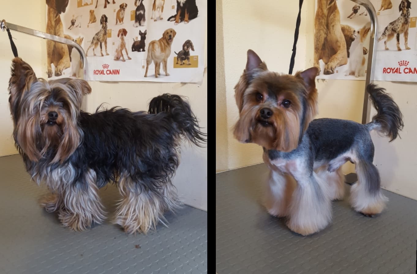 28Art of Grooming | Suņu frizētava Imantā, bilde 