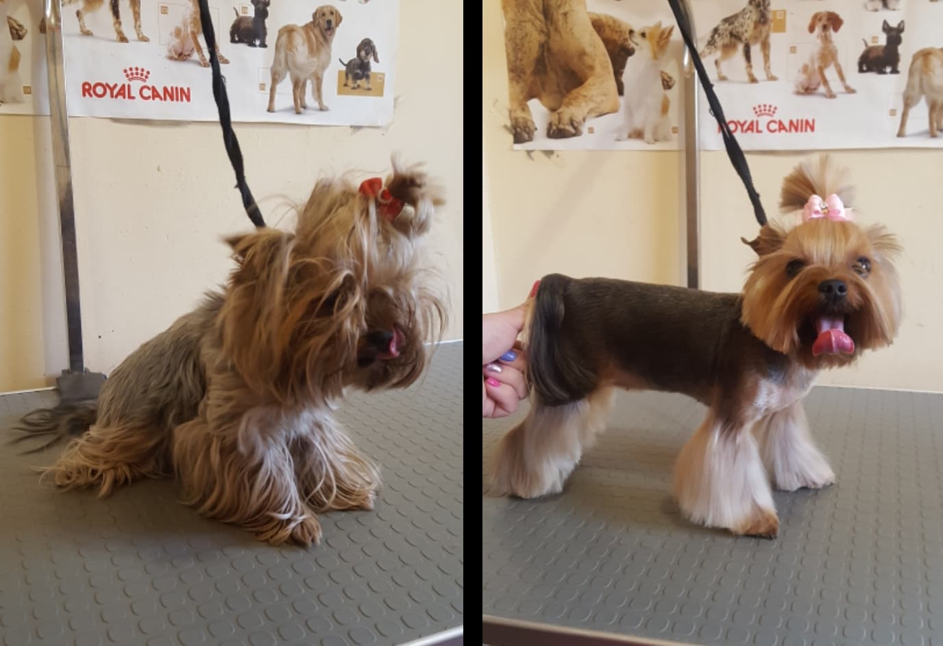 Art of Grooming | Suņu frizētava Imantā, bilde 37