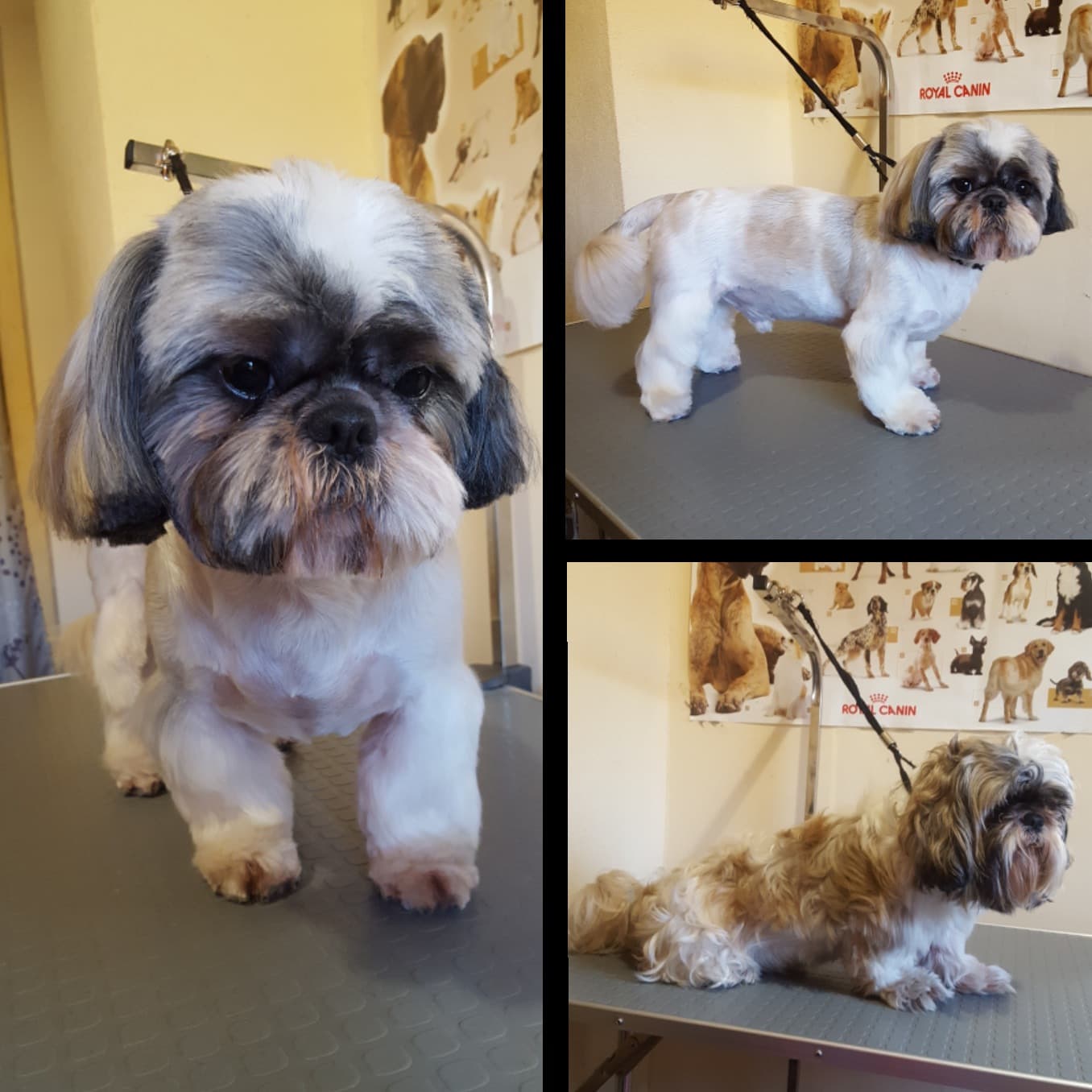 Art of Grooming | Suņu frizētava Imantā, bilde 52