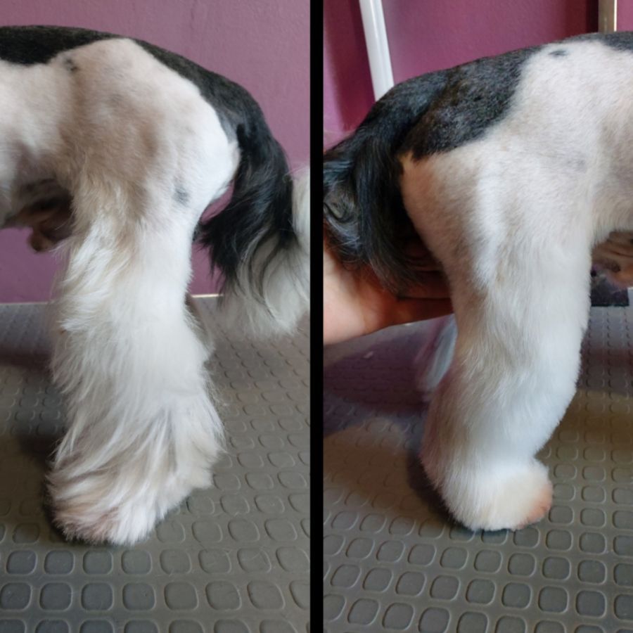 Art of Grooming | Suņu frizētava Imantā, bilde 88