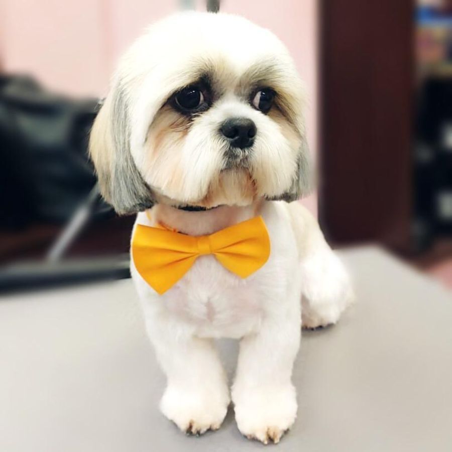 Art of Grooming | Suņu frizētava Imantā, bilde 54