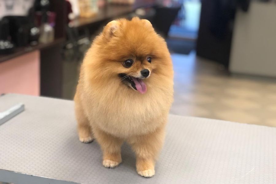 Suņu frizētava Imantā | Art of Grooming