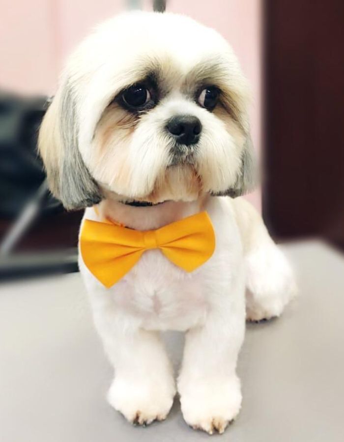 Suņu frizētava Imantā | Art of Grooming