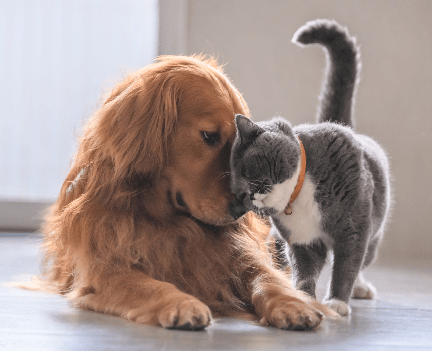 A dog and a cat are playing together on the floor.