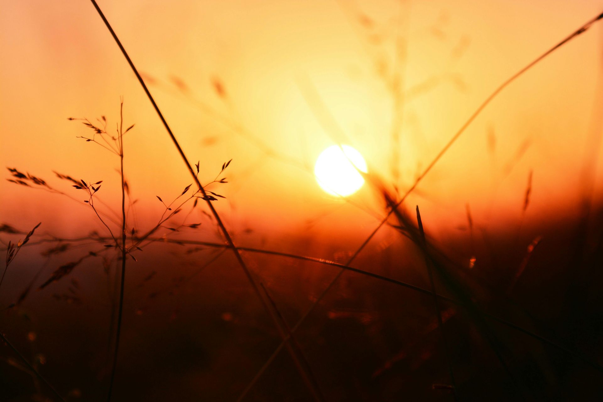 sunrise over a field