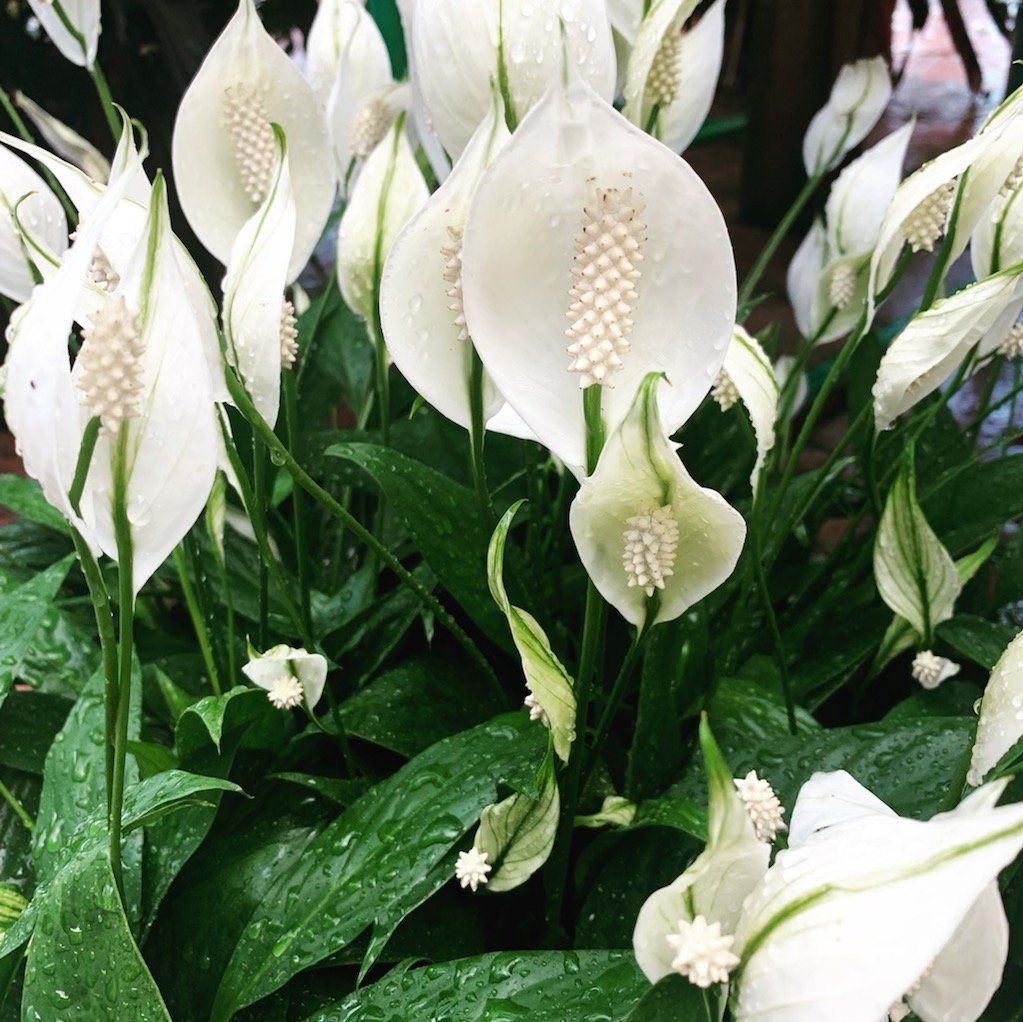 Peace Lily