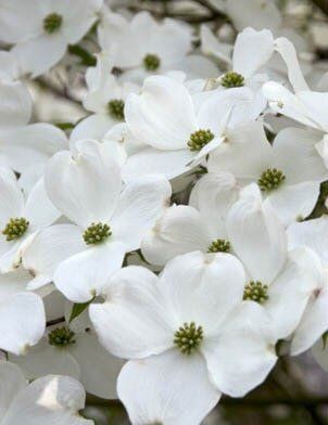 White Flowers - Nursery in Tampa, FL