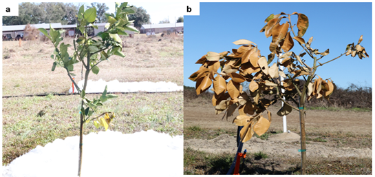 Citrus tree frost damage