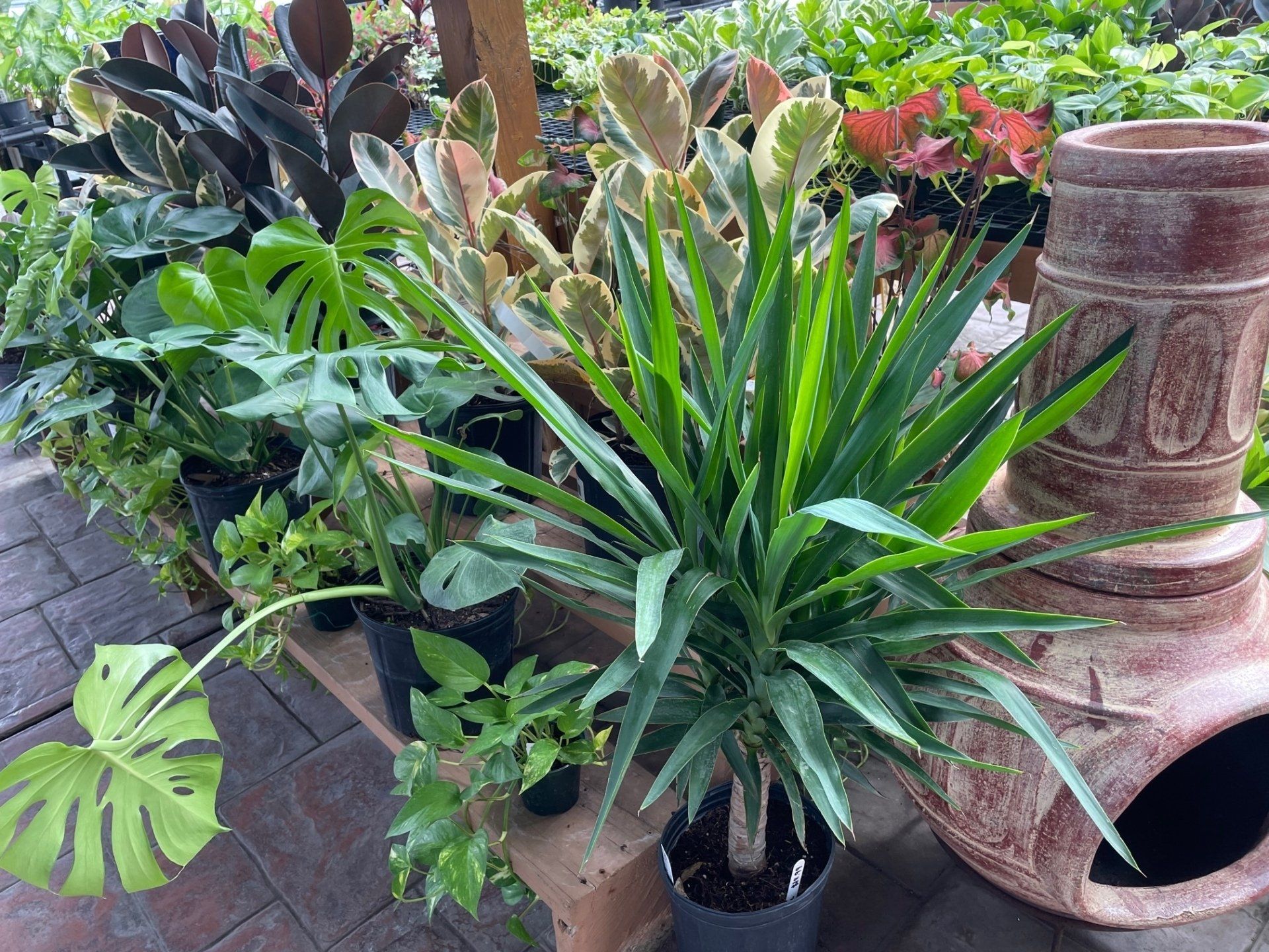 Event Rental Plants