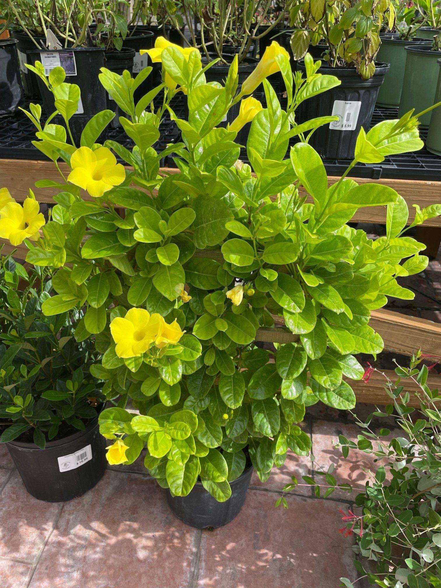 Yellow Mandevilla Vine