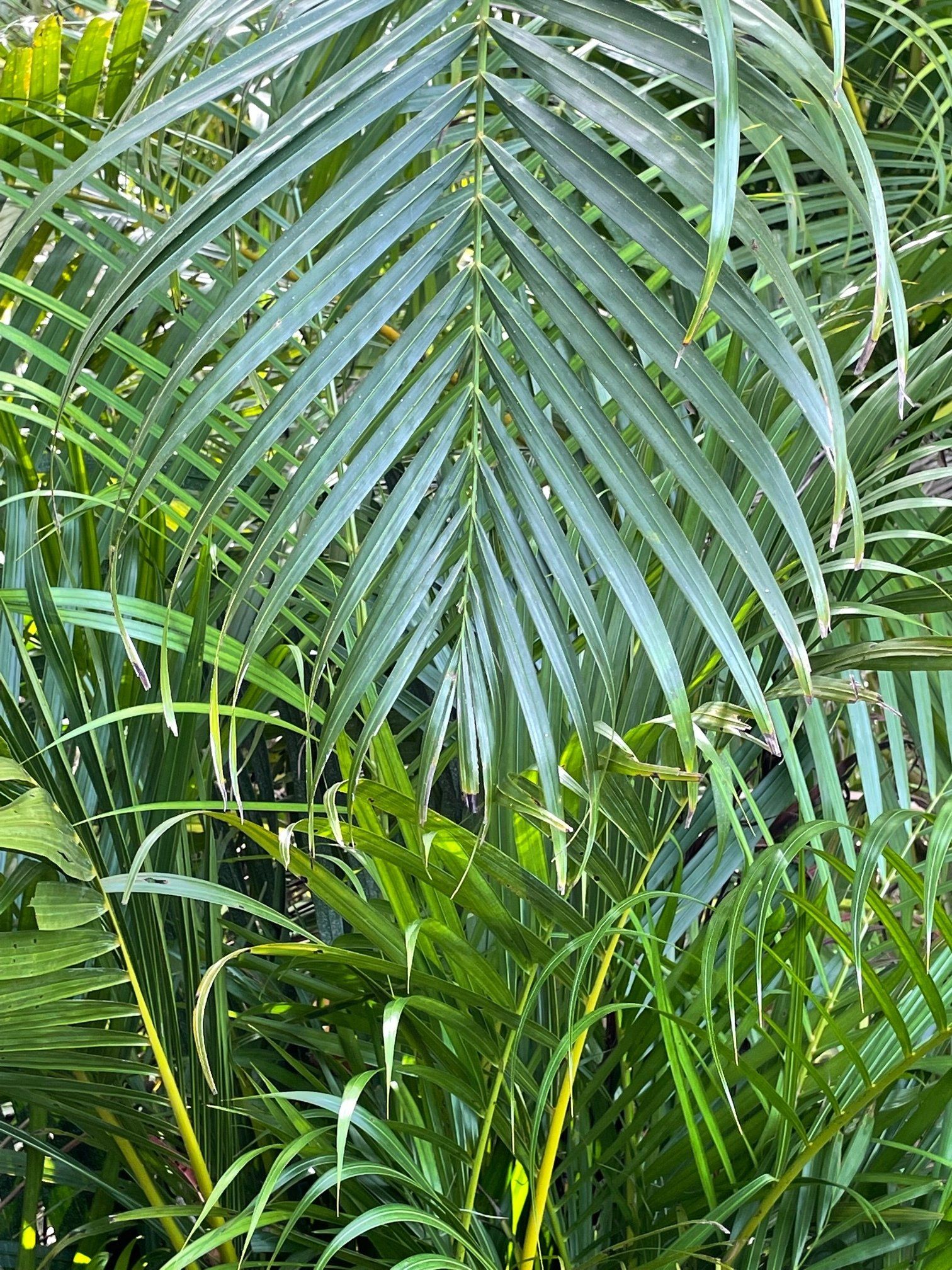 Areca Palm