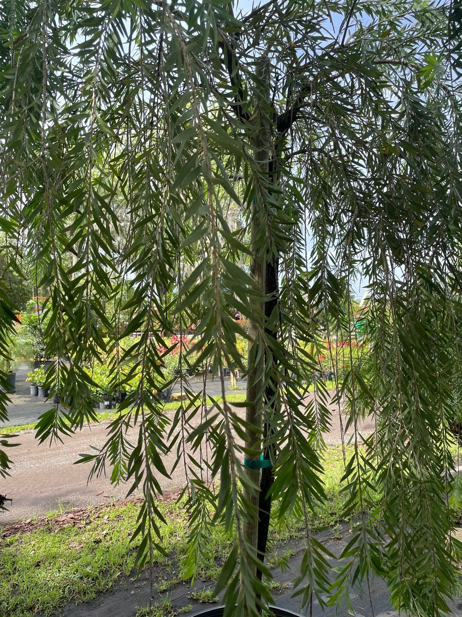 Weeping Bottlebrush Tree
