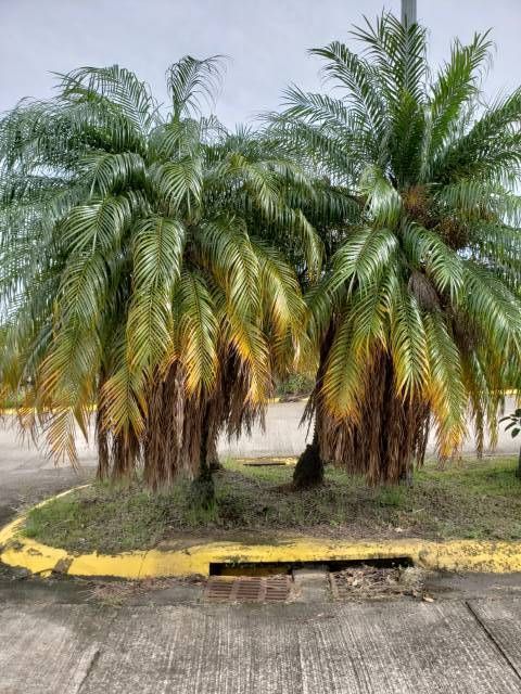 Pygmy date palm yellowing