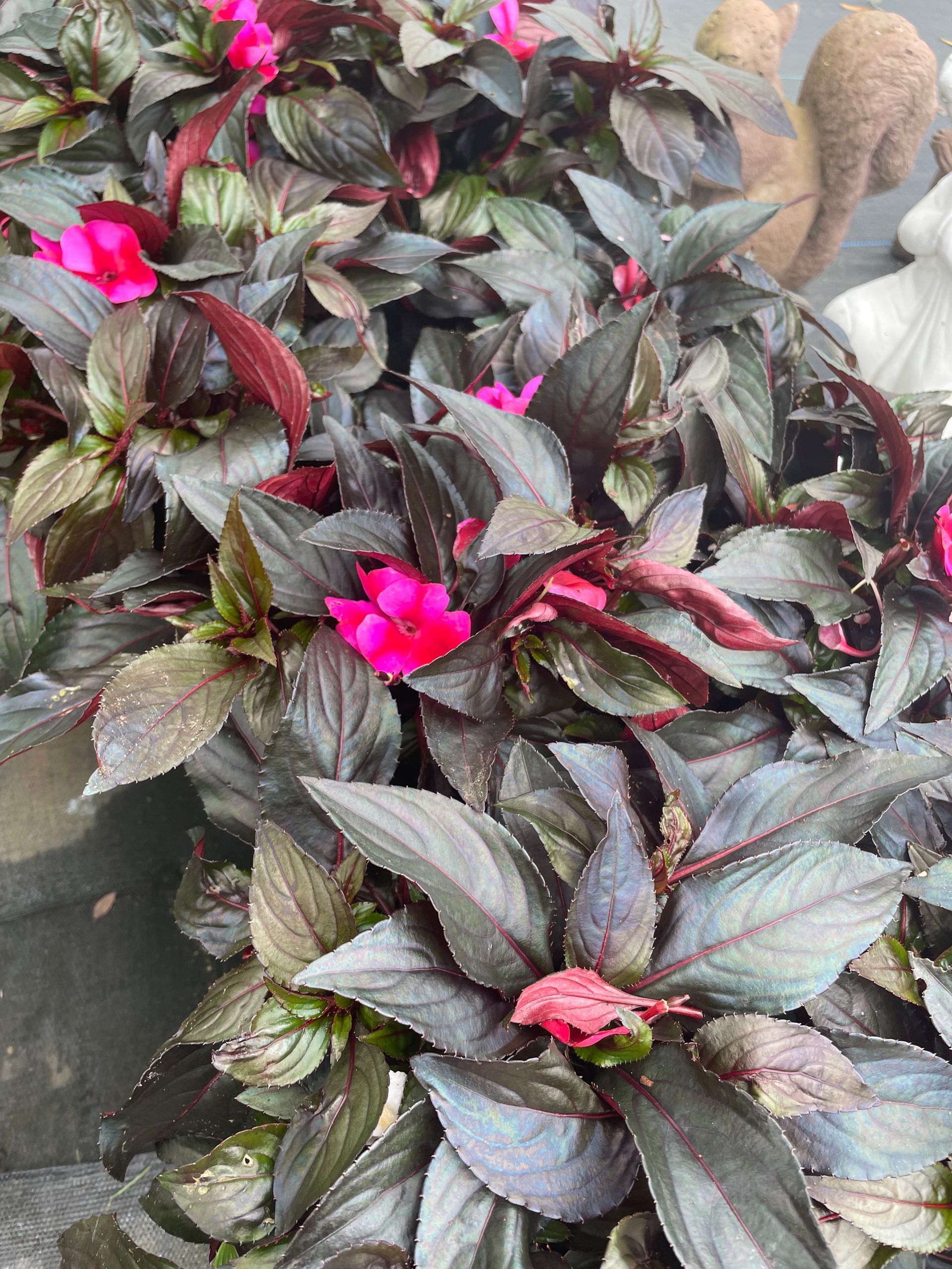 New Guinea Impatiens