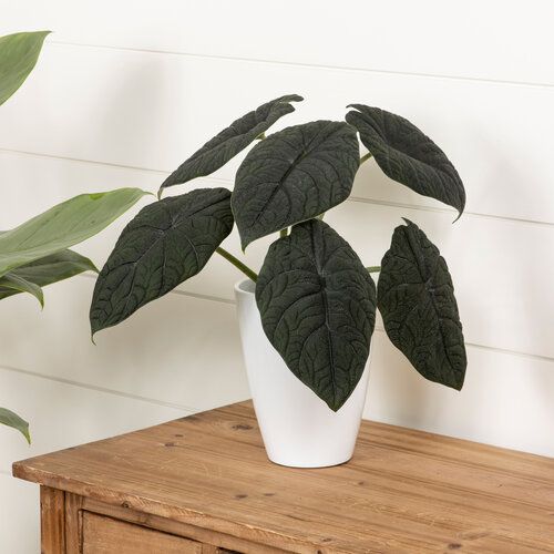 Alocasia Melo Mythic Dragonite