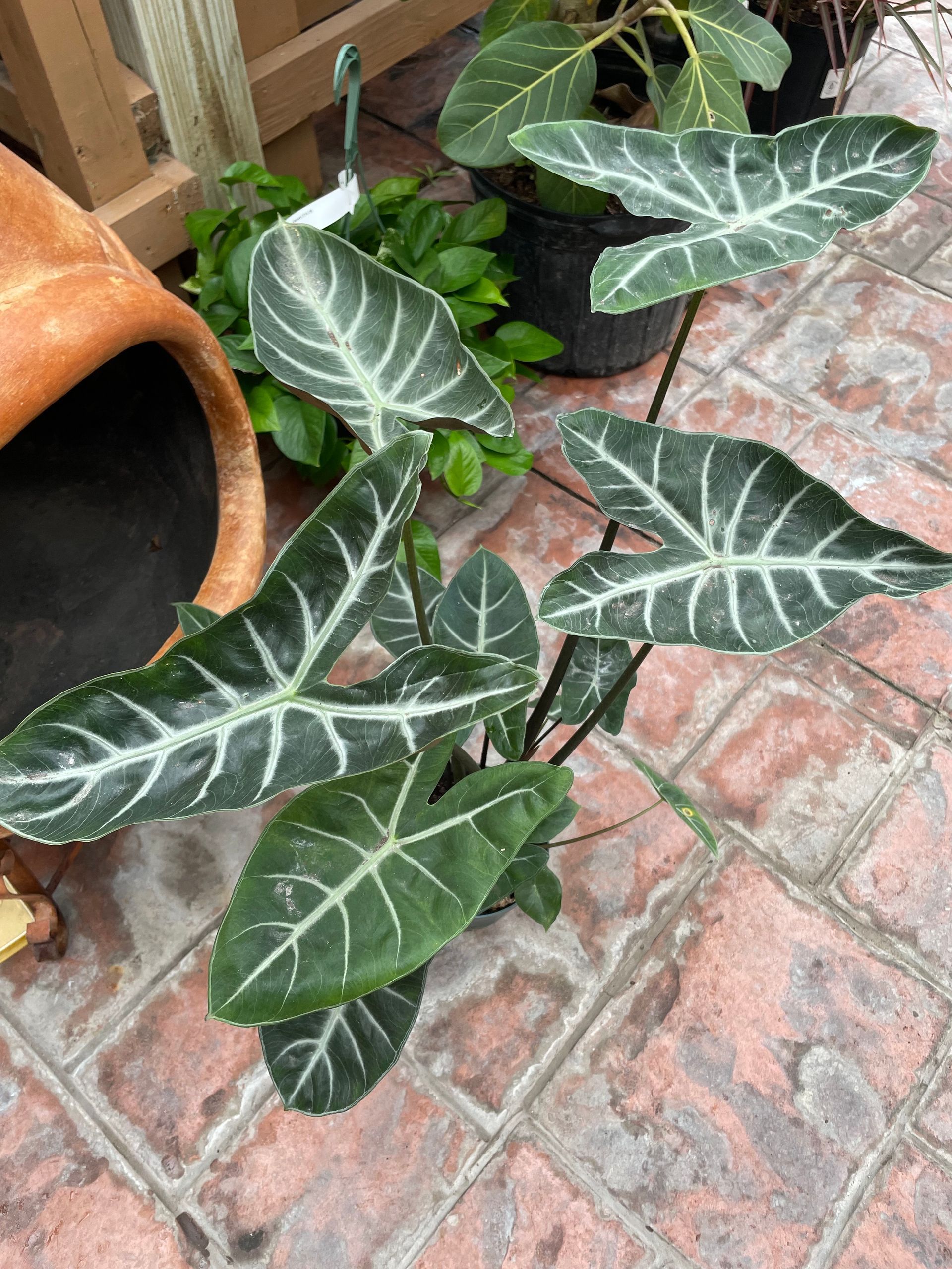 Alocasia Ebony