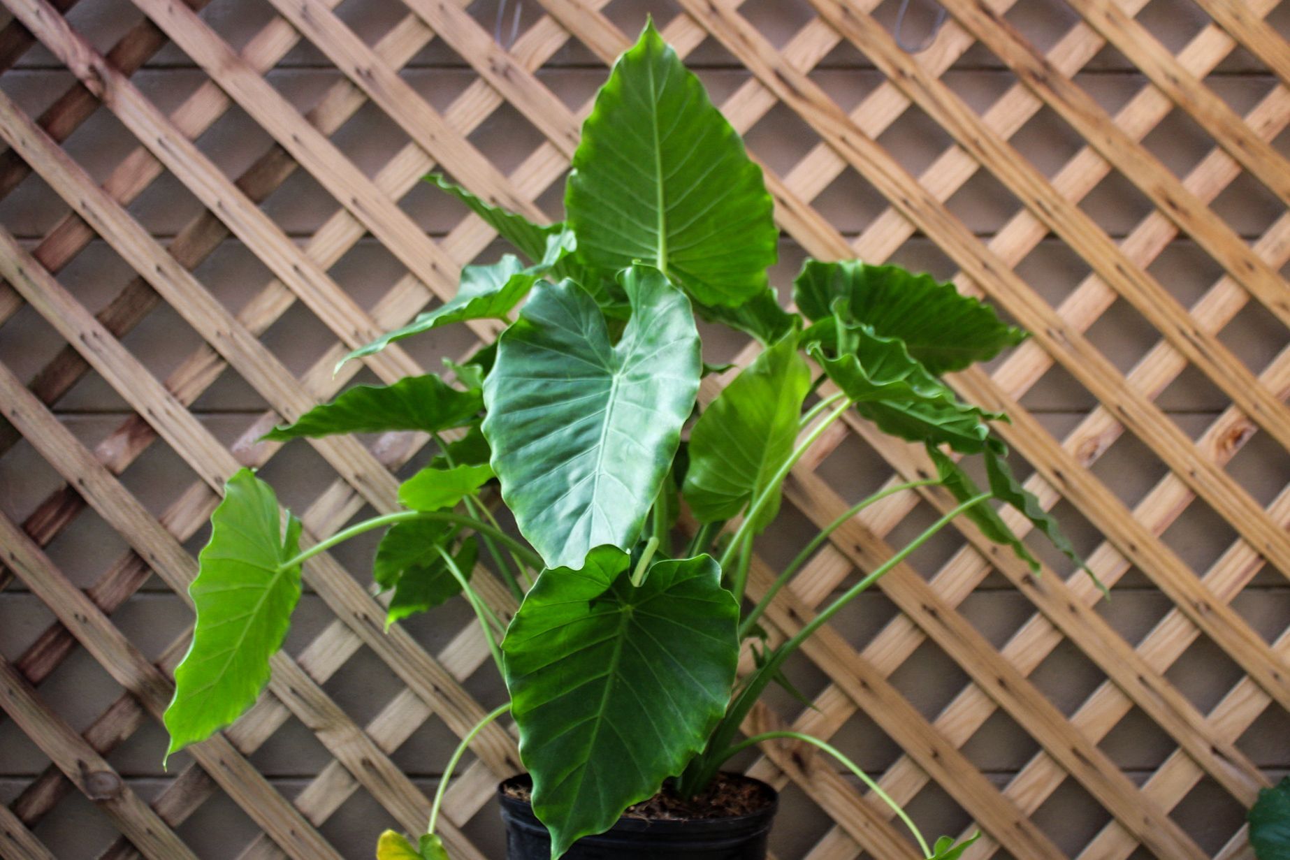 Alocasia Odora