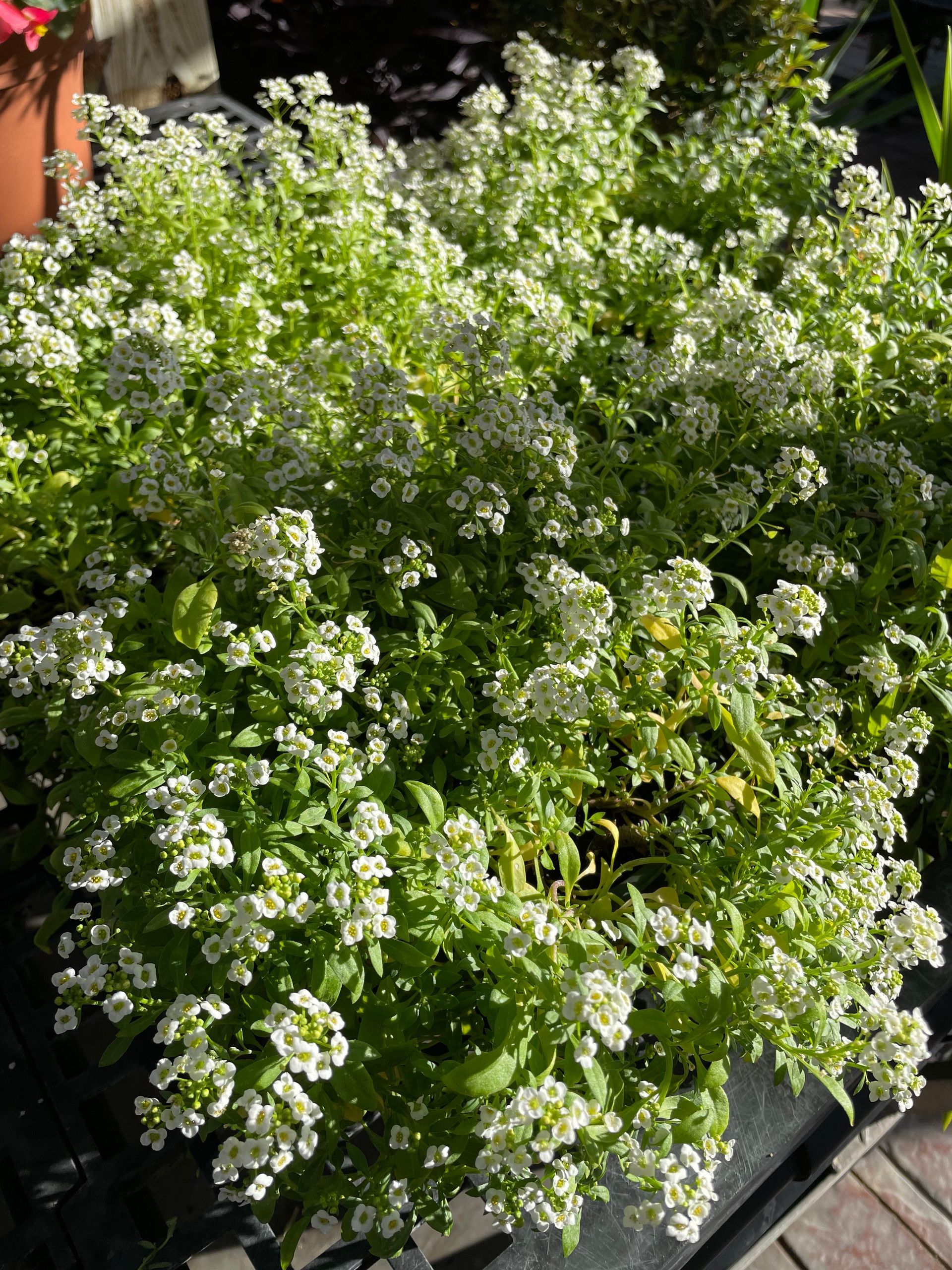 Alyssum