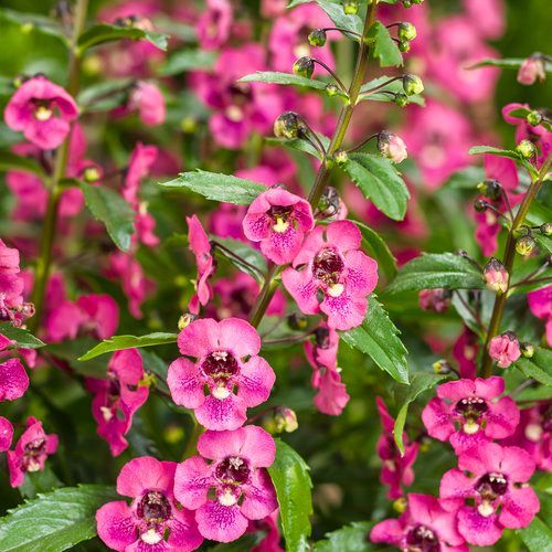 Angelface Angelonia Perfectly Pink