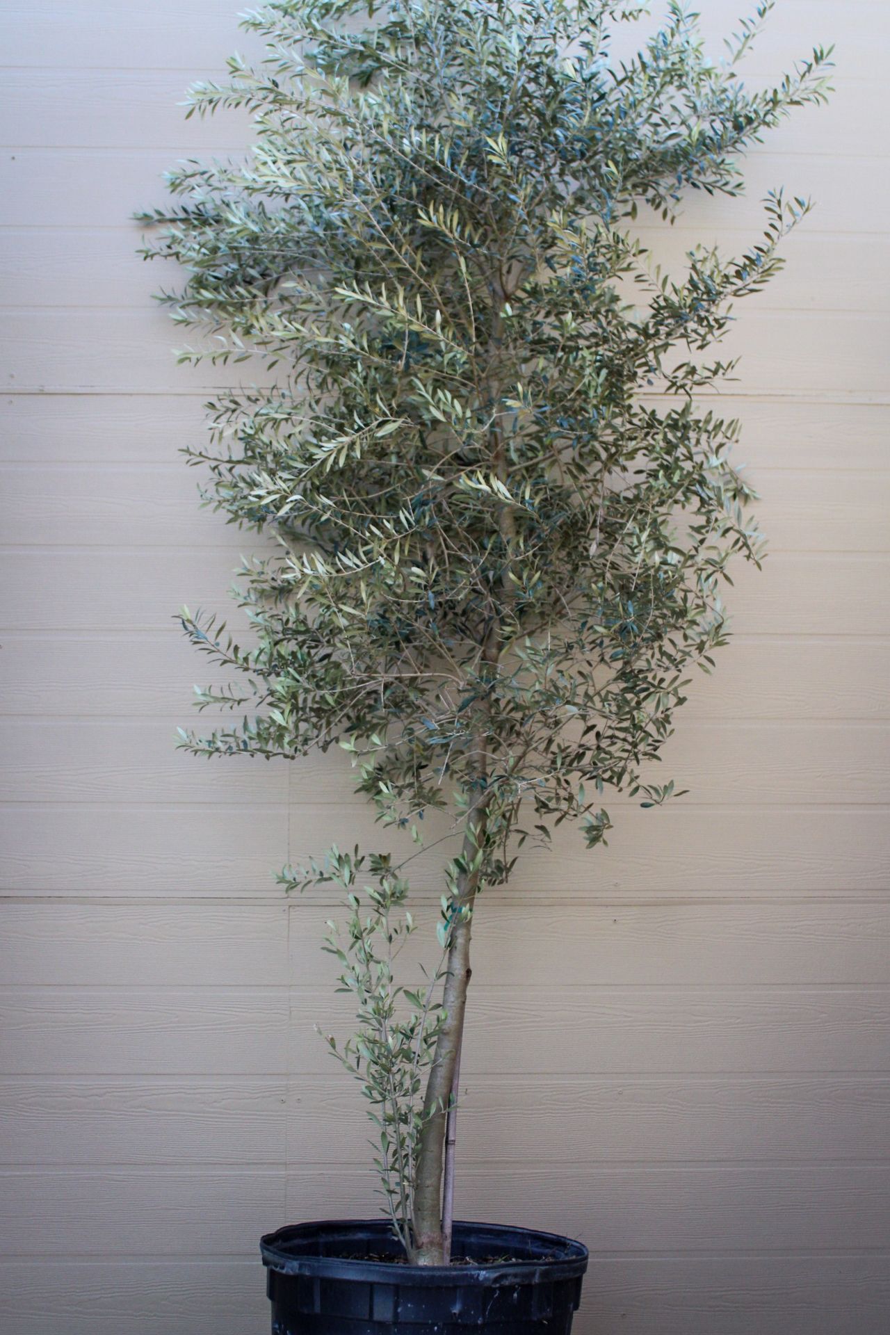 Arbequina Olive Tree