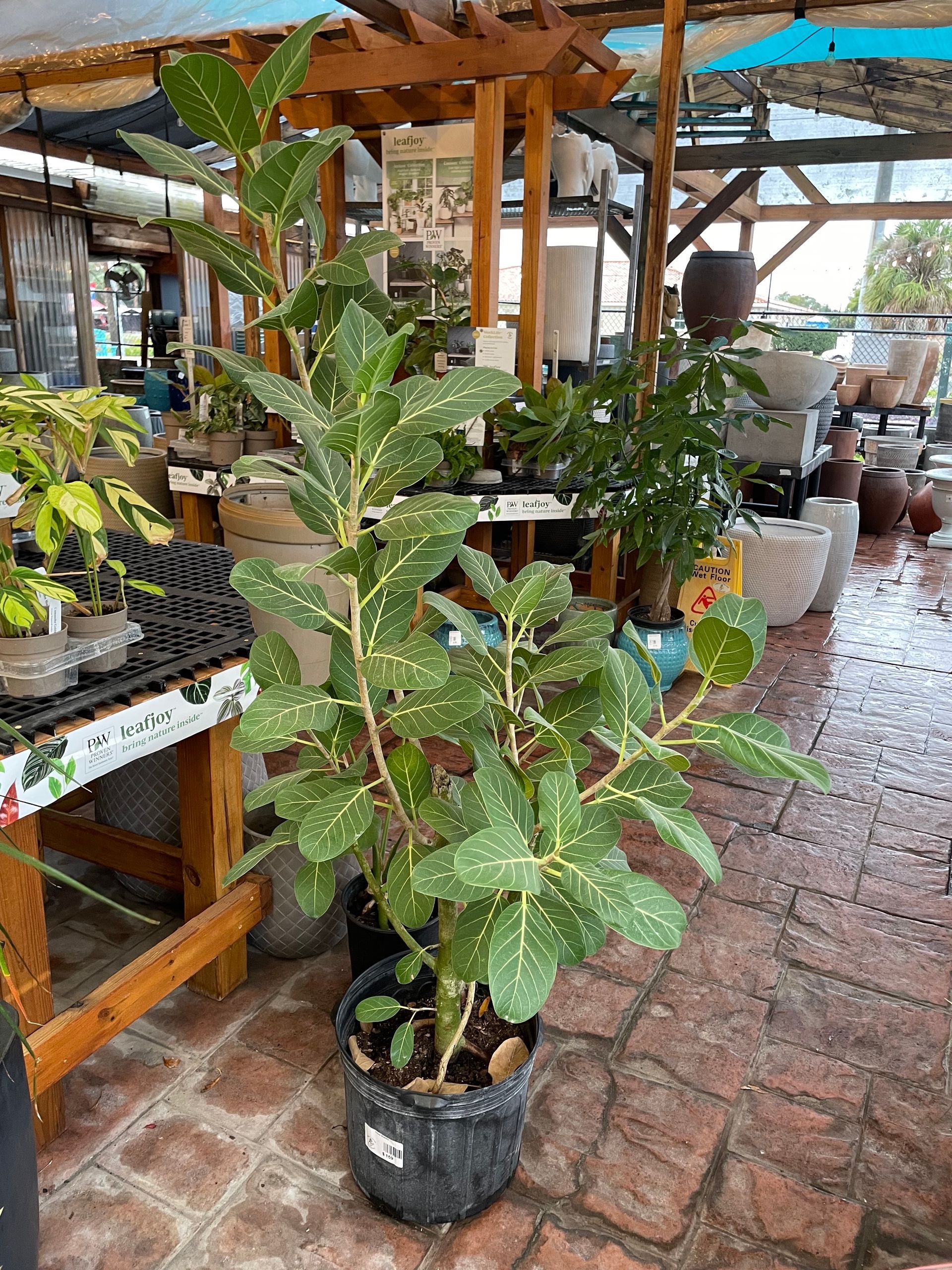Audrey Ficus