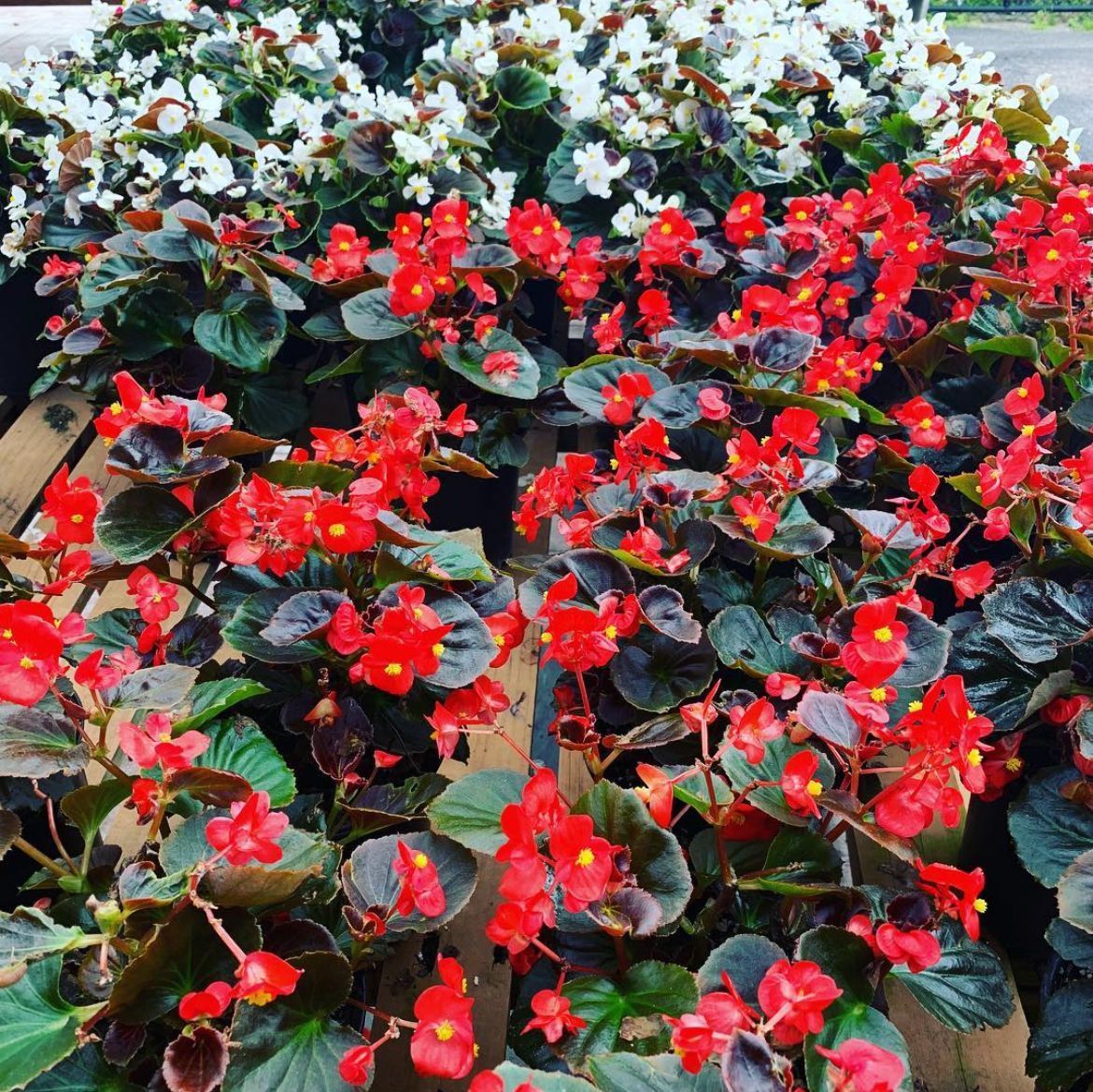 Begonia