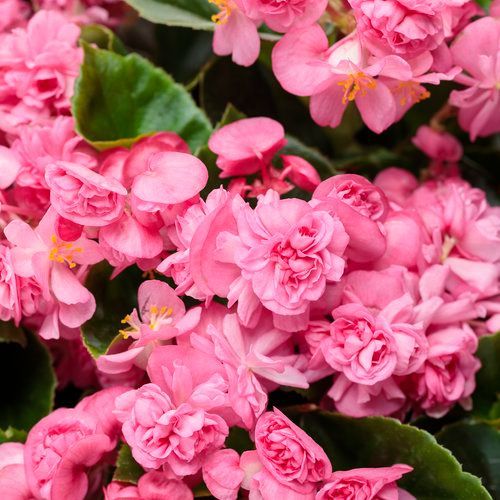 Double Up Begonia Pink