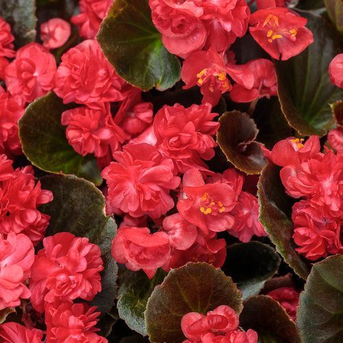 Double Up Begonia Red