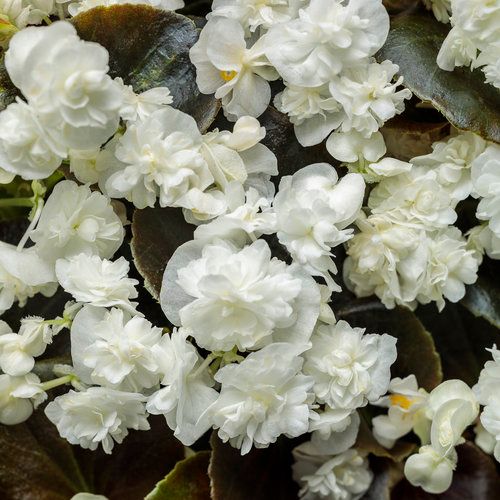Double Up Begonia White