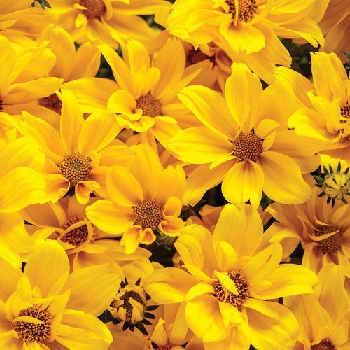 Bidens Goldilocks Rocks
