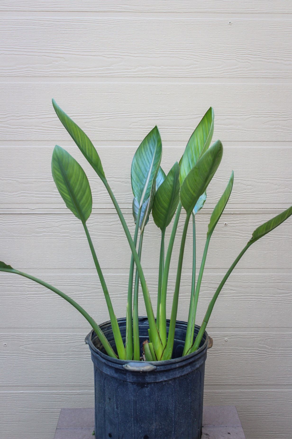 Orange Bird of Paradise