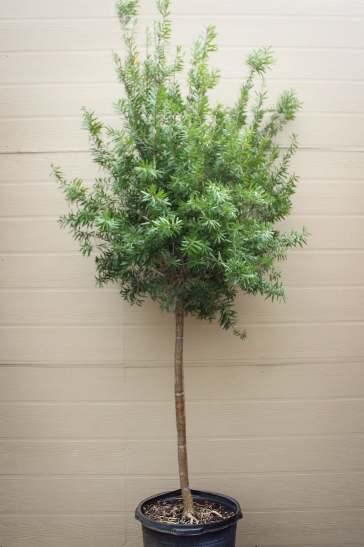 Bottlebrush Tree
