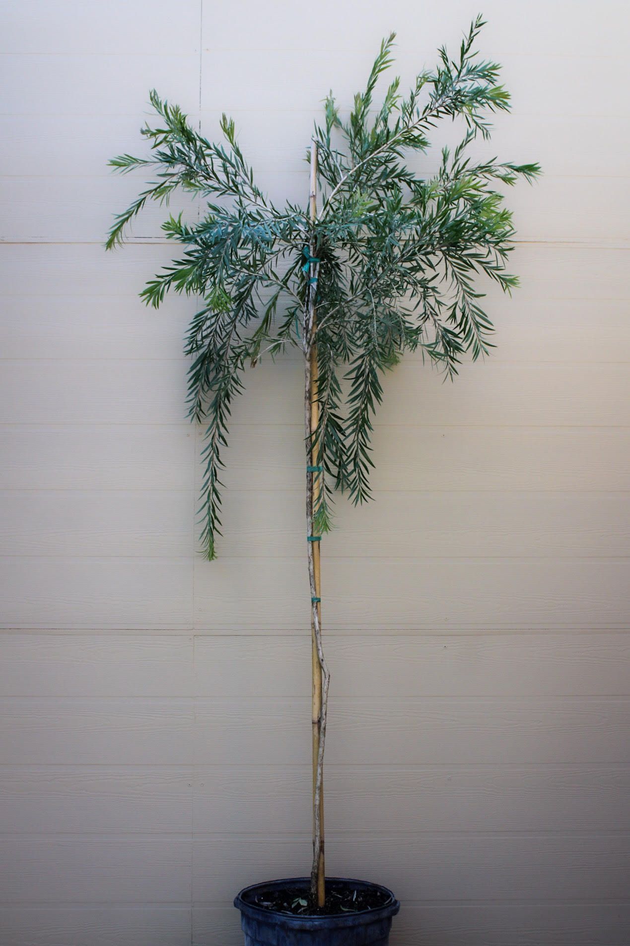 Weeping Bottlebrush Tree