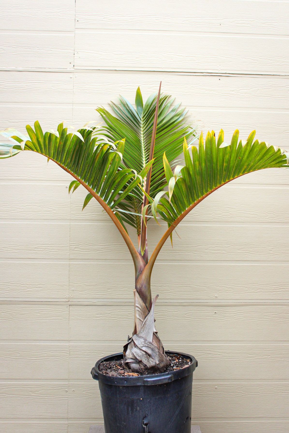 Bottle Palm