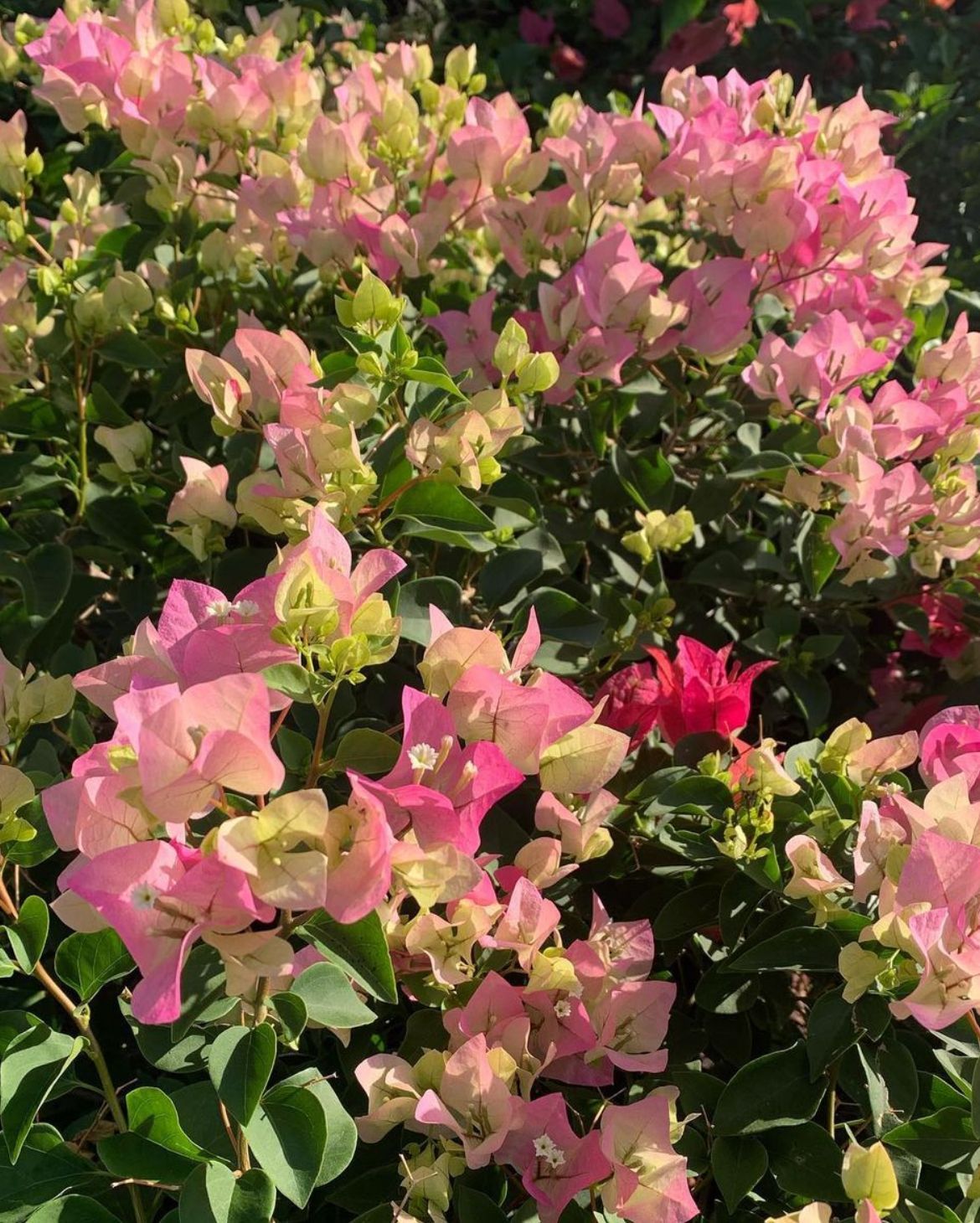 Bougainvillea