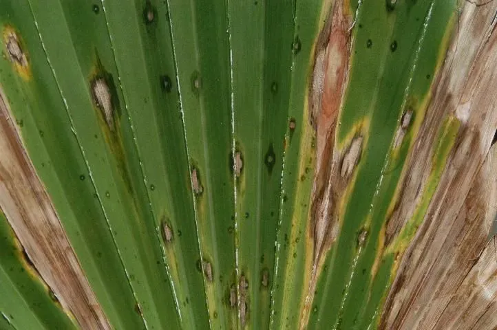 Brown Spot Fungus Palm