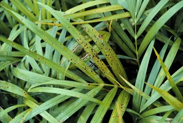 Leaf Spot Fungus Palm