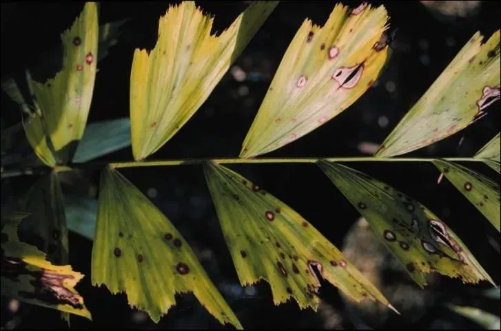 Brown Spot Fungus Palm