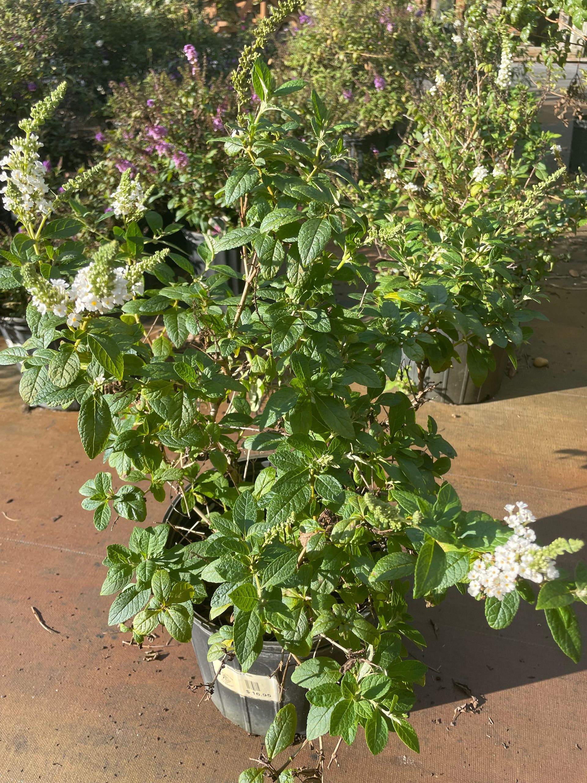Buddleia Butterfly Bush